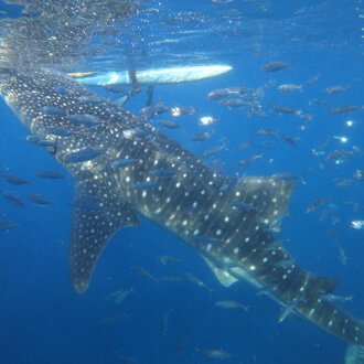 Cebu Whale Shark