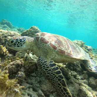 Cebu Sea Turtle Snorkeling